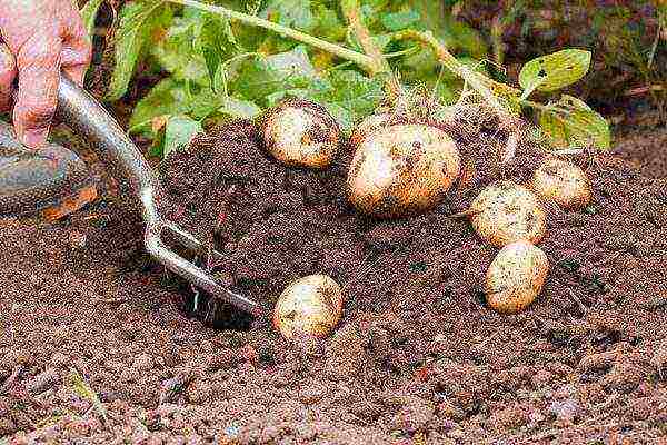 Fertilizers for potatoes: features, how and when to apply