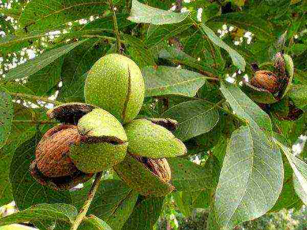 Ripe walnut, ready to harvest