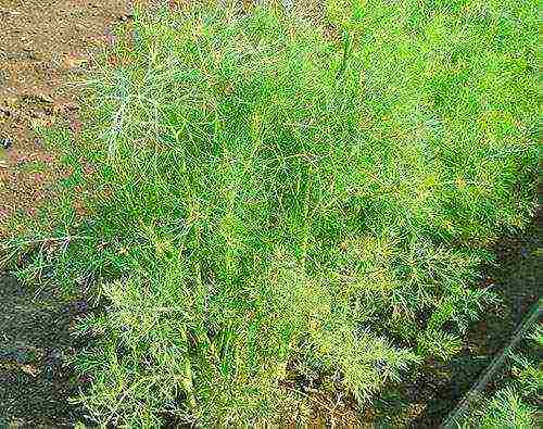 dill planting and care outdoors in August