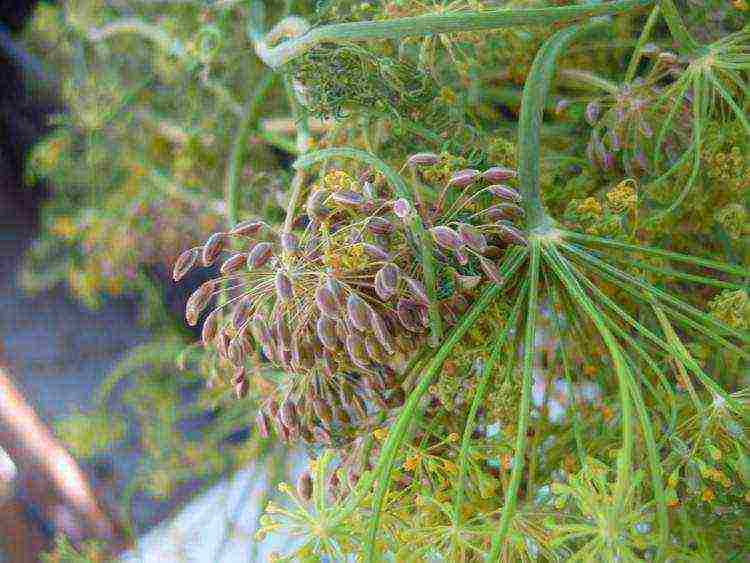 dill planting and care outdoors in August