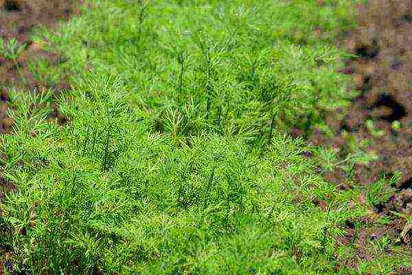 dill planting and care outdoors in August