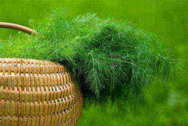 dill planting and care outdoors in August