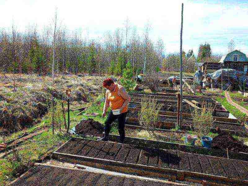 dill planting and care outdoors in August