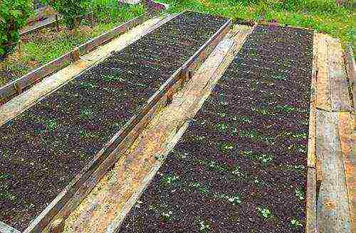 dill planting and care outdoors in August