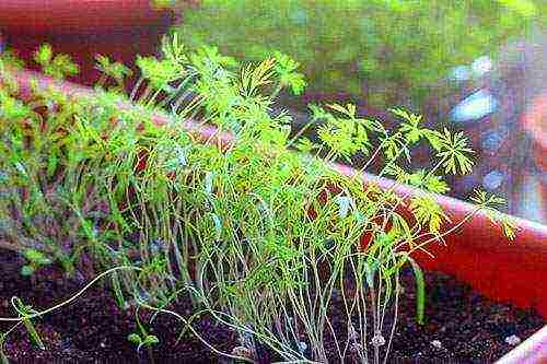 dill planting and care outdoors in August