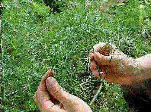 dill planting and care outdoors in August