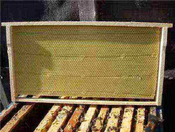 กรอบลมพิษสำหรับผึ้ง
