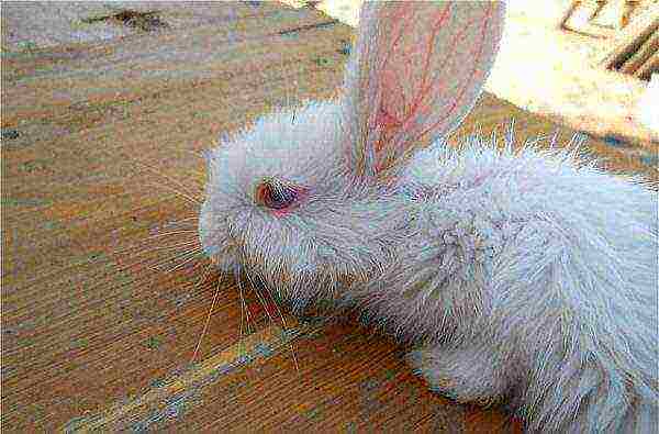 Infectious stomatitis in rabbits