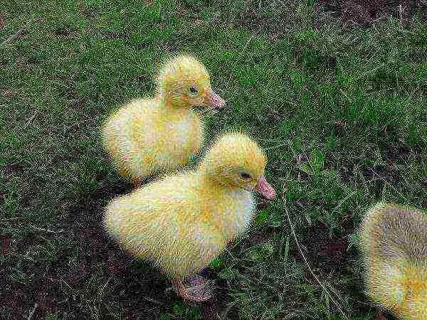Goslings on the grass