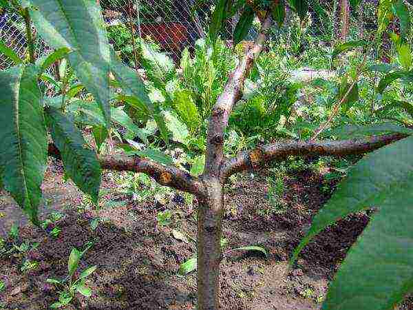 Bilang karagdagan sa paghubog ng melokoton, gumawa sila ng isang nag-uutos, nagpapanumbalik, nagpapabata at sanitary pruning.