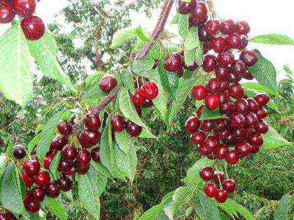 Cherry harvest Bull heart