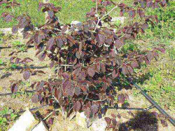 Planting red-leaved hazel is recommended in spring or autumn.