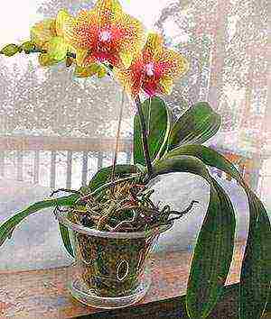 in which pots to grow phalaenopsis at home