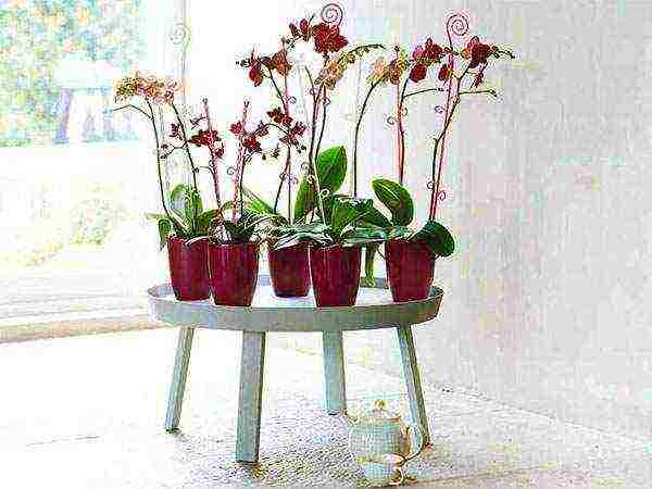 in which pots to grow phalaenopsis at home