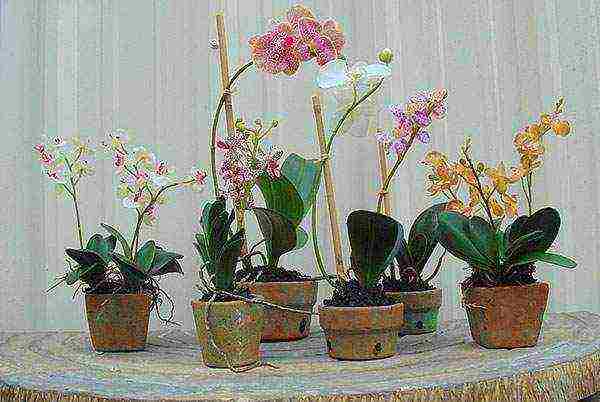 ในกระถางที่จะปลูก phalaenopsis ที่บ้าน