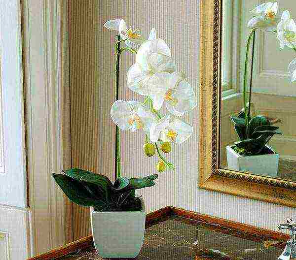 ในกระถางที่จะปลูก phalaenopsis ที่บ้าน