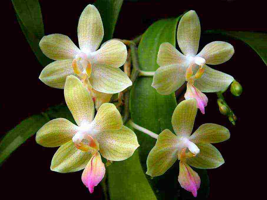 in what soil is it better to grow orchids at home