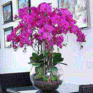 in what soil is it better to grow orchids at home