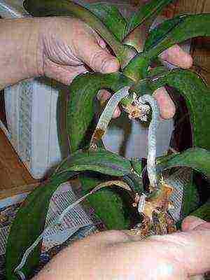 in what soil is it better to grow orchids at home