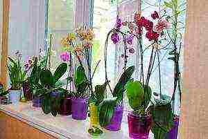 in what soil is it better to grow orchids at home