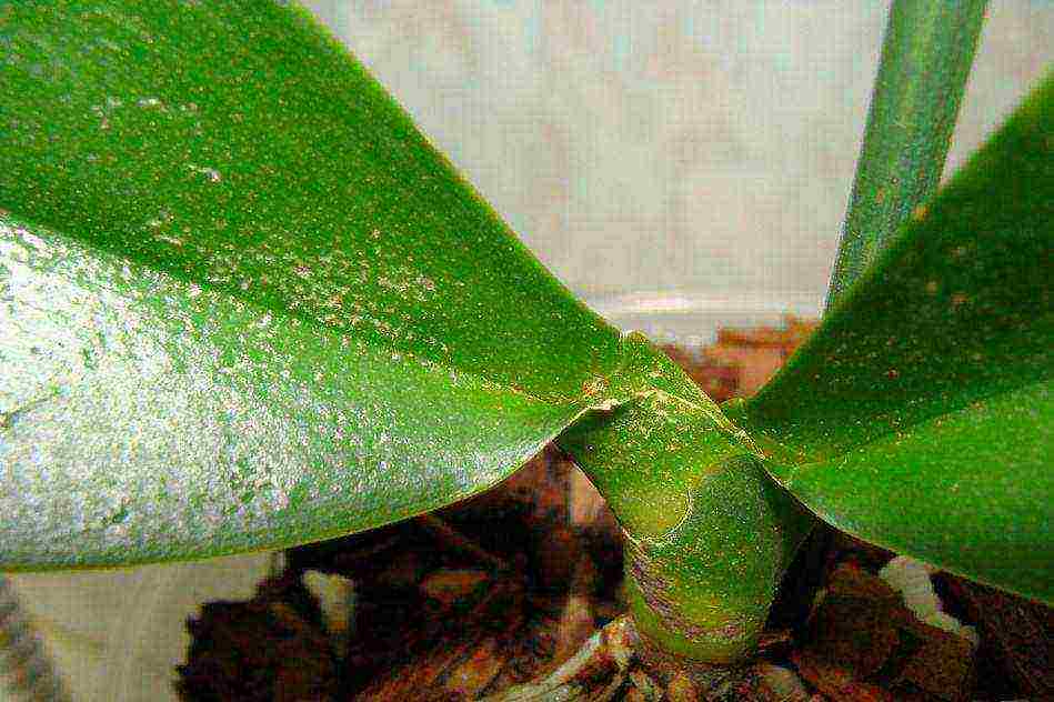 in what soil is it better to grow orchids at home