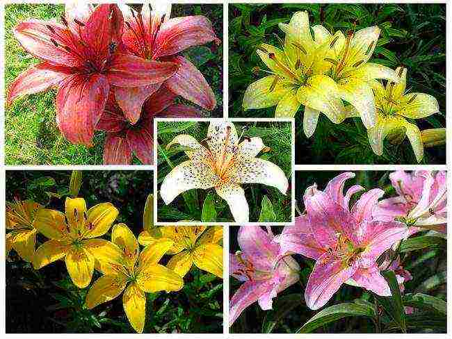 curly lilies planting and care outdoors in spring