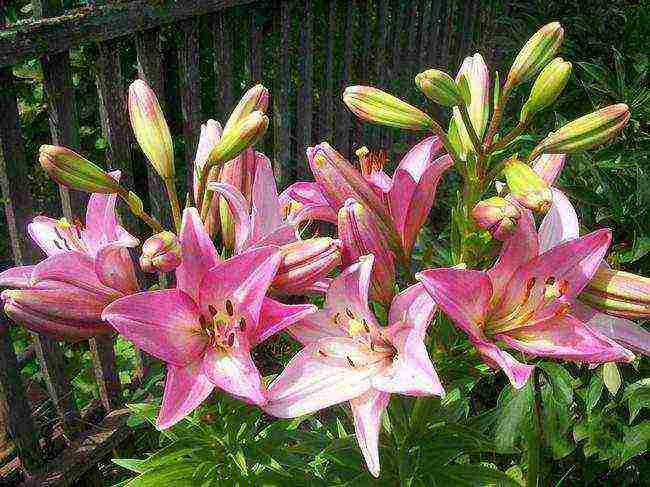 curly lilies planting and care outdoors in spring