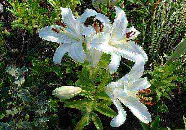 curly lilies planting and care outdoors in spring