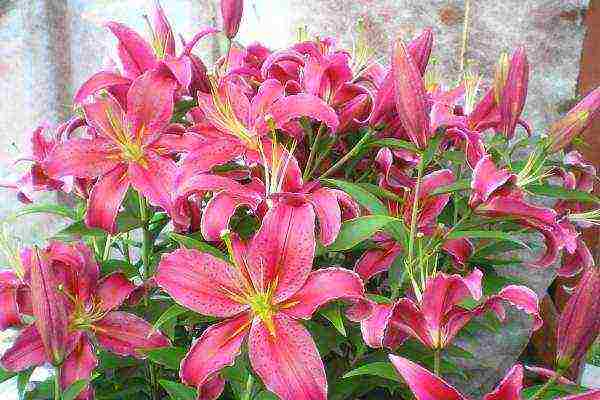 curly lilies planting and care outdoors in spring