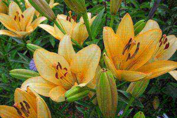 curly lilies planting and care outdoors in spring