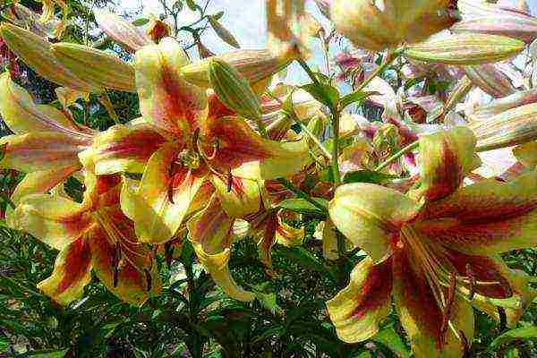 curly lilies planting and care outdoors in spring