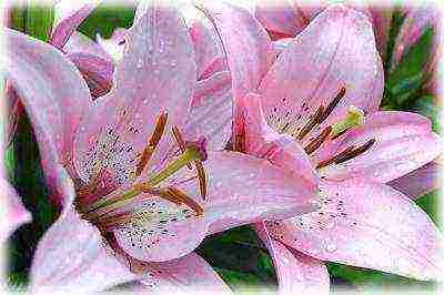 curly lilies planting and care outdoors in spring