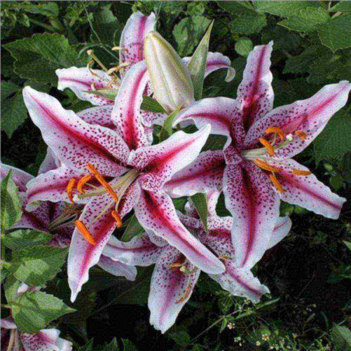 curly lilies planting and care outdoors in spring