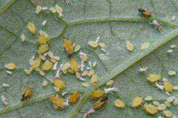 Melon aphids on zucchini leaves
