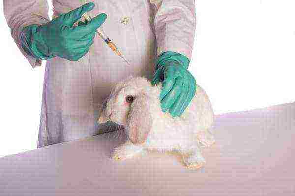 Follow the rules for vaccinating rabbits