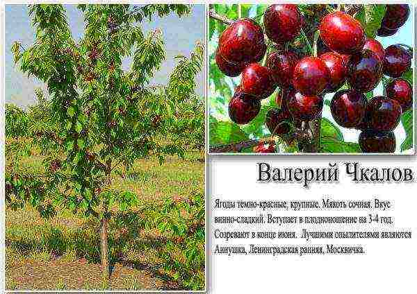 Cherry characteristics Valery Chkalov