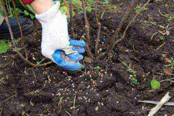 The importance of autumn fertilization for fruit trees for the winter