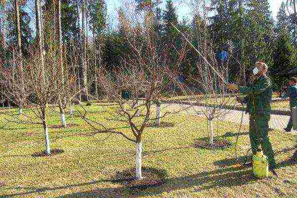 The importance of autumn fertilization for fruit trees for the winter