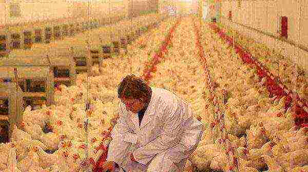 Man on the poultry farm