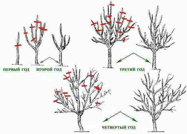 Types and methods of forming the correct crown