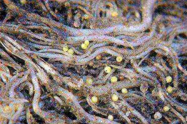 Types of potato nematode in Russia