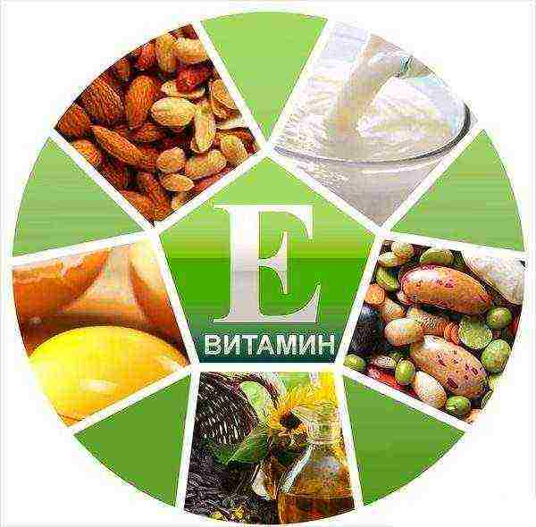 vitamin e