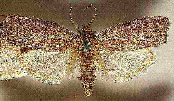 Wax moth