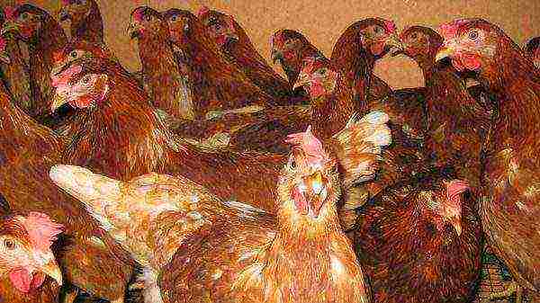 This is what Loman Brown chickens look like