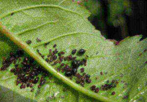 Harmful activity of aphids on fruit trees in summer