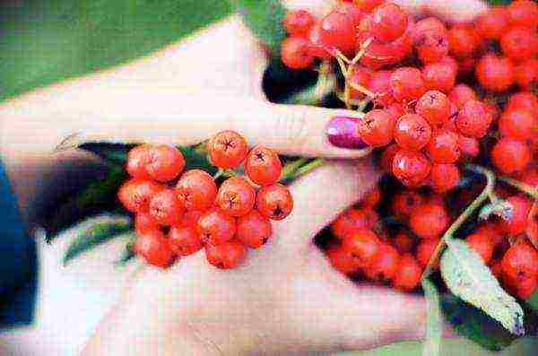 Ripening time and harvest time of red and chokeberry