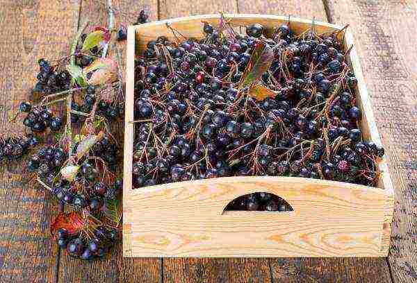 Ripening time and harvest time of red and chokeberry