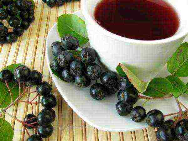 Ripening time and harvest time of red and chokeberry