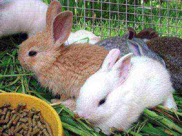 Prepared compound feed for rabbits