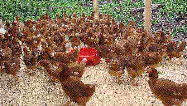 kokoši nesilice u bijegu